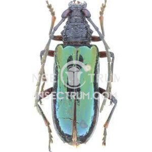 NEOPLOCAEDERUS IRIDESCENS